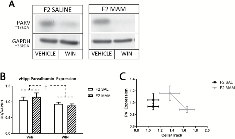 Adolescent exposure to WIN55,212-2 decreases parvalbumin (PV) expression in the ventral hippocampus. A representative blot is depicted in A, whereas the quantification of these data are presented in B. Two-way ANOVA showed a main effect of adolescent WIN (P<.05). (C) Consistent with previous reports (Perez et al., 2016), a negative relationship between PV expression and dopamine cells per track is observed only in F2 methylazoxymethanol acetate (MAM) rats. † Represents a significant difference from vehicle group (P<.05, 2-way ANOVA). Error bars indicate SEM. Sample sizes were saline (SAL) vehicle (VEH), n=10; SAL WIN, n=13; MAM VEH, n=8; MAM WIN, n=13. The uncropped blot for A is included as supplementary material.