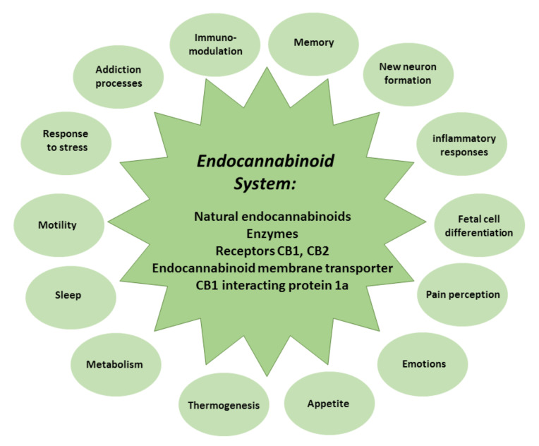The composition and role of the endocannabinoid system.