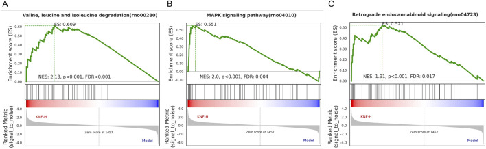 GSEA analysis of Valine, leucine, and isoleucine degradation (A), MAPK signaling pathway (B), and Retrograde endocannabinoid signaling (C).