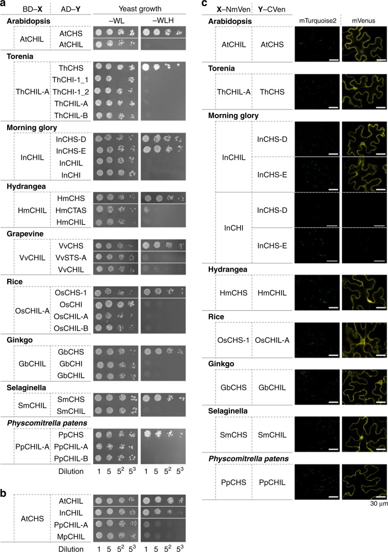 Binary interactions between CHIL and CHS in land plants.a Interactions of CHIL with CHS and related proteins were analyzed in various land plants with the GAL4-based yeast two-hybrid system. HmCTAS and VvSTS refer to a p-coumaroyltriacetic acid synthase of hydrangea and a stilbene synthase isozyme of grapevine, respectively. Refer to the Fig. 2 legend for details regarding the other protein names and the abbreviated growth media names. b Interactions of heterologous CHILs with AtCHS. c Interactions of CHIL with CHS from various land plants were analyzed in Nicotiana benthamiana leaf cells by BiFC. The BiFC results for the CHI and CHS isozymes of morning glory (InCHI and InCHS-D/InCHS-E, respectively) are provided as negative controls. Scale bars = 30 μm.