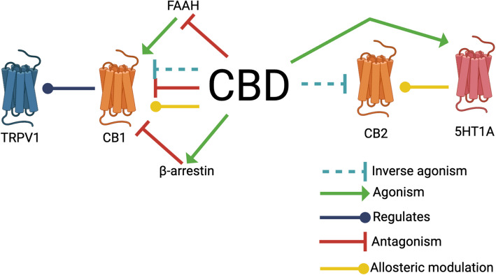 CBD interacts with the endocannabinoid system. CBD interacts with multiple regulators of the endocannabinoid system, including the endocannabinoid receptors CB1 and CB2. Additionally, CBD indirectly interacts with CB1 via the enzyme FAAH and β-arrestin. CBD also regulates TRPV1 via interactions with CB1 and inhibits 5HT1A via interactions with CB2. Created with BioRender.com