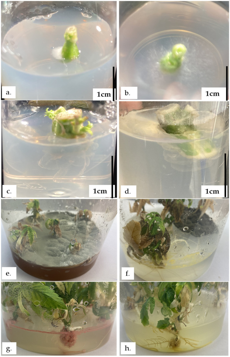 Fungal and bacterial contamination in different stages of Cannabis tissue culture. (a,b)—Explants fungal contamination in stage I. (c,d)—Explants showing bacterial contamination stage I. (e,f)—Explants showing different types of fungal and bacterial contamination Stage II. (g,h)—Explants showing endophytic bacterial contamination during root development in containers with a 10 cm base diameter.
