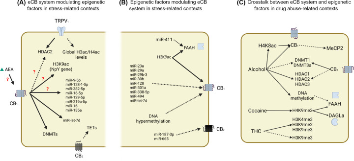 Mechanisms involved in the cross-talk between the eCB system and epigenetic mechanisms in stress- and drug abuse-related contexts(A) In stressful contexts, interference with the eCB system can modulate a wide range of epigenetic factors. CB1 receptors, for example, modulate the expression of DNMTs and the microRNA let-7d. Moreover, the inhibition of FAAH and consequent increase in AEA levels, which may act at CB1 receptors, increases the expression of several miRNAs (miR-9-5p, miR-128-1-5p, miR-382-5p, miR-16-5p, miR-129-5p, miR-219a-5p, miR-16, and miR-135a) and H3K9ac levels at npy gene, and decreases the expression and activity of HDAC2. Moreover, TRPV1 receptors activation increases the expression of HDAC2 and reduces global H3/H4 acetylation levels. Finally, CB2 receptors have been shown to reduce TET enzyme levels. (B) Stress can regulate eCB genes through epigenetics tools. CB1 expression is reported to be sensitive to hypermethylation and increased levels of H3K9ac of the gene and affected by miRNAs (miR-23a, miR-29a, miR-29b-3, miR-30b, miR-128, miR-301a, miR-338-5p, miR-494, and miR-let-7d). FAAH expression may also be altered by H3K9ac and the miR-411. Furthermore, CB2 is one target of miR-187-3p and miR-665 expression. (C) The cross-talk between the systems in the context of drug abuse is very diversified since drugs with different mechanisms of action promote different alterations. For example, alcohol increases H4K8ac in the CB1 gene, and its protein expression is related to the down-regulation of MeCP2. Alcohol also down-regulates DNMT1 and DNMT3a and upregulates HDAC1, HDAC2, and HDAC3, and all these effects are blocked by CB1 antagonism. Moreover, DNA methylation of the FAAH gene is affected by alcohol exposure. Cocaine consumption is reported to increase H4K9me3 in FAAH and DAGLα genes. Regarding exposure to cannabinoids, THC induces global levels of H3K4me3 and H3K9me2 and can increase or decrease H3K9me3 depending on the exposure. More details about these mechanisms can be found in the main text. Dashed arrows indicate inhibition or reduction. Continuous arrow indicate induction or increase. Question mark indicates that the CB1 involvement after FAAH inhibition was not directed tested.