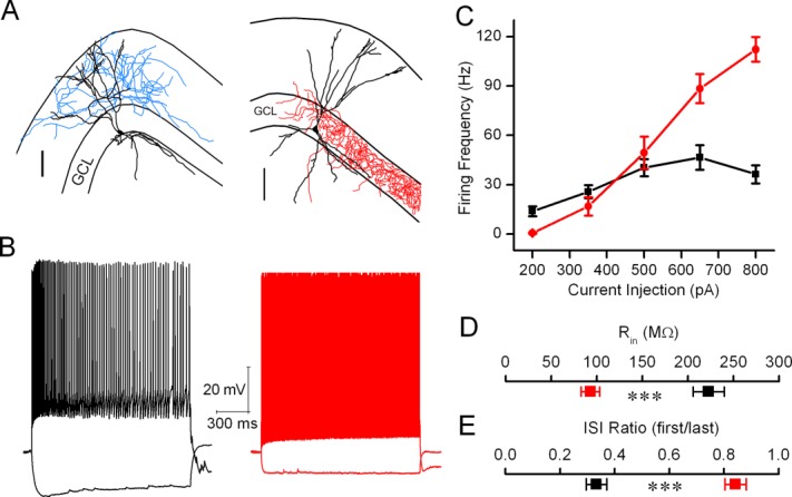 Morphological and physiological identification of TML cells. A: Neurolucida reconstruction of a TML cell (left panel) shows axon collaterals (blue) in all three molecular layers and dendrites (black) extending to the fissure. Scale bar, 100 μm. Reconstruction of an FS-BC (right panel) with axon (red) in granule cell layer (GCL). B: Membrane voltage traces show adapting firing pattern in a TML-C (left panel) and fast-spiking, non-adapting firing in a FS-BC (right panel, in red) during a +500 pA current injection. Note the larger membrane hyperpolarization and presence of membrane sag in the TML-C during −100 pA current injections in TML-C and FS-BCs. C: Summary of current-firing characteristics of TML-Cs and FS-BCs. D,E: Summary plots compare TML-C and FS-BC input resistance measured during a −100 pA current injection (D) and adaptation ratio (E) measured as the ratio between first and last inter spike intervals in response to a 500 pA current injection for 1,500 ms.