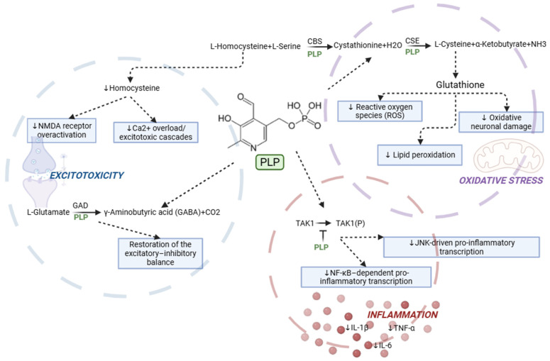 Schematic overview of pyridoxal-5′-phosphate (PLP)-dependent pathways suggested in modulating the neurotoxic triad underlying epileptogenesis. Solid arrows indicate biochemical reactions or metabolic conversions, with PLP labels highlighting PLP-dependent enzymatic steps; dashed arrows indicate proposed indirect mechanistic links or downstream effects; and blunt-ended lines indicate inhibitory modulation. Downward arrows indicate a reduction in the indicated process or mediator. PLP: pyridoxal-5′-phosphate; NMDA: N-methyl-D-aspartate; GAD: glutamate decarboxylase; CBS: cystathionine β-synthase; CSE: cystathionine γ-lyase; TAK1: transforming growth factor-β-activated kinase 1; TNF: tumour necrosis factor; NF-κB: nuclear factor kappa B; JNK: c-Jun N-terminal kinase; IL: interleukin. Created in BioRender.com.
