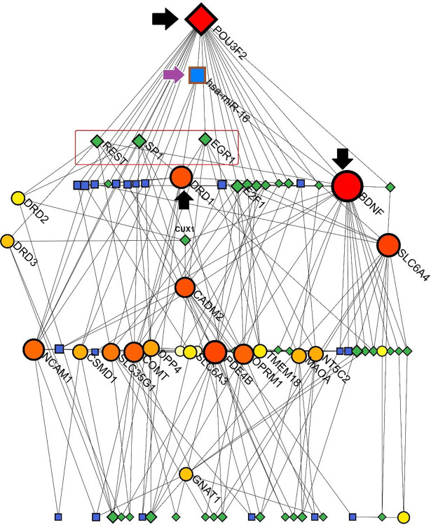 Sugiyama model of TF-miRNAs co-regulatory interactions among the SGL members. The most interacted proteins are clarified larger than others; also, green rhombuses and blue squares refer to Transcription factors (TFs) and miRNAs, respectively.