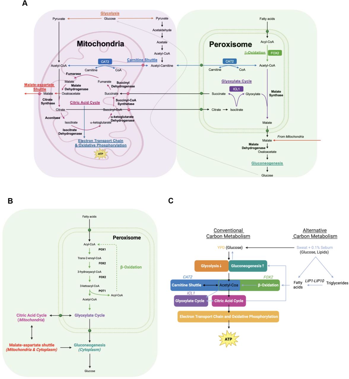 Metabolism in C. auris in the mitochondria, peroxisome, and cytosol. (A) Model for metabolism in the mitochondria, peroxisome, and cytosol. Pathways shown are glycolysis, citric acid cycle, electron transport chain and oxidative phosphorylation, carnitine shuttle, β-oxidation, glyoxylate cycle, malate-aspartate shuttle, and gluconeogenesis. (B) β-oxidation. (C) Simplified metabolism model. Images created with BioRender.com.