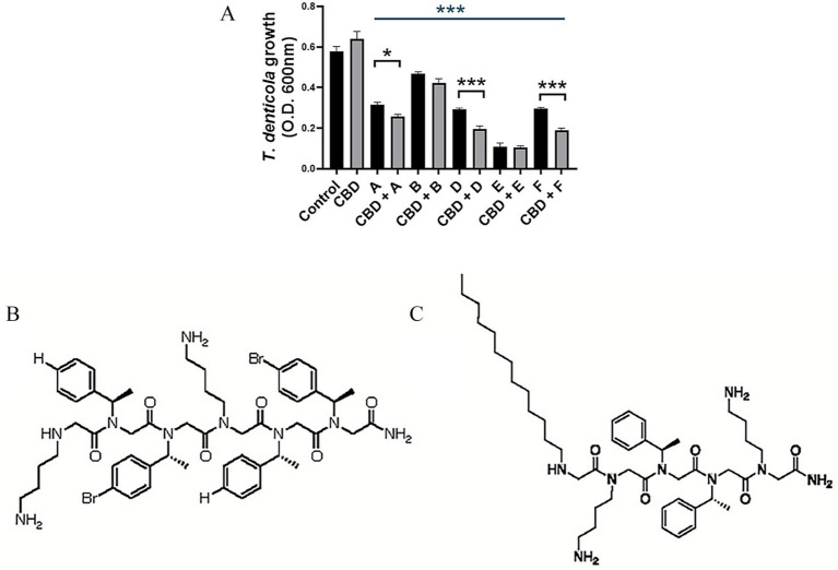 Bar chart (A) comparing T. denticola growth at 600 nm under various conditions, with significant differences marked by asterisks. Chemical structure diagrams (B) and (C) show complex molecular compositions with multiple ring structures, bromine, amine, and carbon chains representing antimicrobial peptoids B and E, respectively.