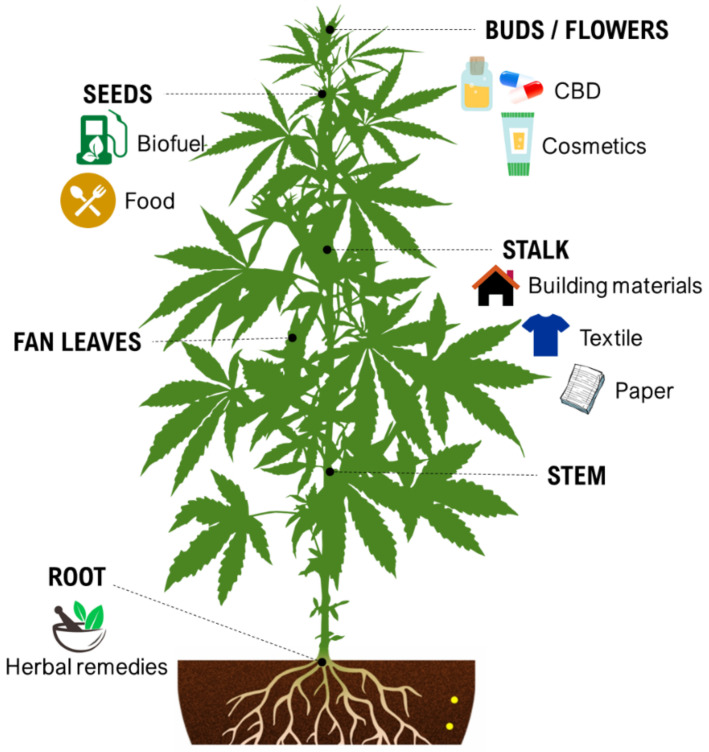 Some industrial properties of Cannabis.