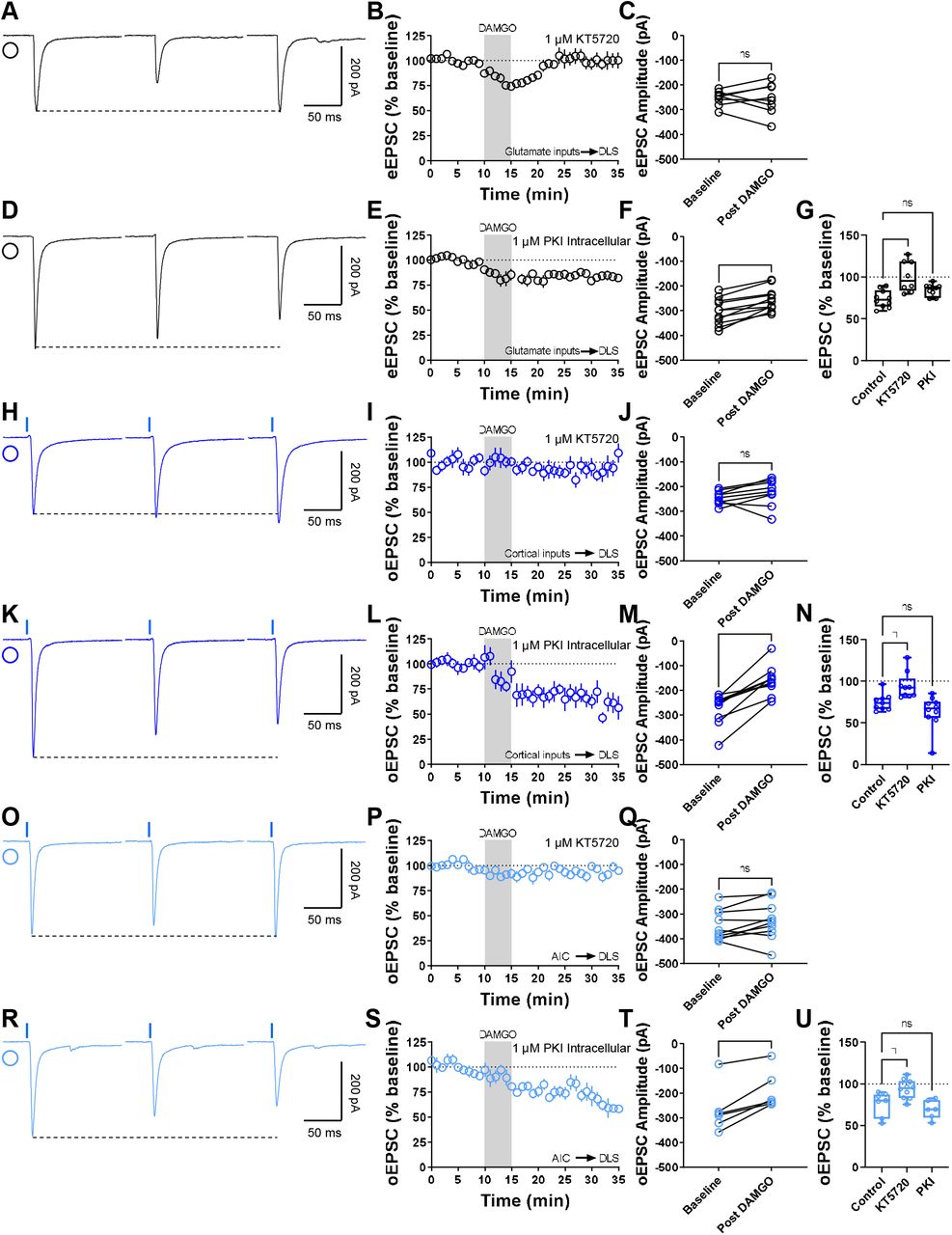 Inhibition of presynaptic PKA blocks MOR-mediated LTD.(A) Representative eEPSC traces showing the effects of DAMGO (0.3□μM, 5□min) application after the preincubation of PKA-selective inhibitor, KT5720 (1 μM, ≥1 hr). (B-C) The preincubation of KT5720 blocked glutamatergic MOR-LTD, the eEPSC amplitudes did not change after DAMGO application (0–10□min baseline v. final 10□min of recording; paired t-test, P□=□0.865, t7□=0.176, n□= 8 neurons from 3 mice). (D) Representative eEPSC traces showing the effects of DAMGO (0.3□μM, 5□min) application after the intracellular dialysis of PKI (1 μM, ≥30 min). (E-F) The inhibition of postsynaptic PKA did not alter MOR-LTD. eEPSC amplitudes were reduced after DAMGO application (0–10□min baseline v. final 10□min of recording; paired t-test, P□=□0.000120, t10□=6.07, n□= 11 neurons from 5 mice). (G) Presynaptic PKA inhibition disrupted MOR-LTD (KT5720: 101 ± 7%, P=0.000193 v PKI: 84 ± 2%, P=0.121; F(2,26)=10.65, One-way ANOVA Dunnet’s multiple comparison test) (H) Representative oEPSC traces showing the effects of DAMGO (0.3□μM, 5□min) application after the preincubation of PKA-selective inhibitor, KT5720 (1 μM, ≥1 hr). (I-J) PKA inhibition blocked corticostriatal MOR-LTD, with no changes in oEPSC amplitudes after DAMGO application (0–10□min baseline v. final 10□min of recording; paired t-test, P□=□0.183, t8□=1.46, n□= 9 neurons from 4 mice). (K) Representative oEPSC traces showing the effects of DAMGO (0.3□μM, 5□min) application after the intracellular dialysis of PKI (1 μM, ≥30 min). (L-M) The inhibition of postsynaptic PKA did not alter MOR-LTD. oEPSC amplitudes were reduced after DAMGO application (0–10□min baseline v. final 10□min of recording; paired t-test, P□=□0.000118, t9□=6.45, n□= 10 neurons from 4 mice). (N) Presynaptic PKA inhibition disrupted cortical MOR-LTD (KT5720: 94 ± 5%, P=0.0305 v PKI: 64 ± 6%, P=0.235; F(2,25)=8.805, One-way ANOVA Dunnet’s multiple comparison test). (O) Representative AIC-DLS oEPSC traces showing the effects of DAMGO (0.3□μM, 5□min) application after the preincubation of PKA-selective inhibitor, KT5720 (1 μM, ≥1 hr). (P-Q) KT5720 blocked AIC-expressed MOR-LTD, with no changes in oEPSC amplitudes after DAMGO application (0–10□min baseline v. final 10□min of recording; paired t-test, P□=□0.141, t9□=1.613, n□= 10 neurons from 3 mice). (R) Representative AIC-DLS oEPSC traces showing the effects of DAMGO (0.3□μM, 5□min) application after the intracellular dialysis of PKI (1 μM, ≥30 min). (S-T) Postsynaptic PKA inhibition did not alter specific AIC MOR-mediated LTD. oEPSC amplitudes were reduced after DAMGO application (0–10□min baseline v. final 10□min of recording; paired t-test, P□=□0.00488, t5□=4.8, n□= 6 neurons from 3 mice). (U) Presynaptic PKA inhibition disrupted AIC MOR-LTD (KT5720: 94 ± 4%, P=0.0171 v PKI: 69 ± 5%, P=0.518; F(2,20)=8.411, One-way ANOVA Dunnet’s multiple comparison test). Time course data represent mean ± SEM. Box plots show average of the final 10 minutes of recording and represent median and interquartile ranges. ns= not significant, **P□<□0.01, ***P□<□0.001.
