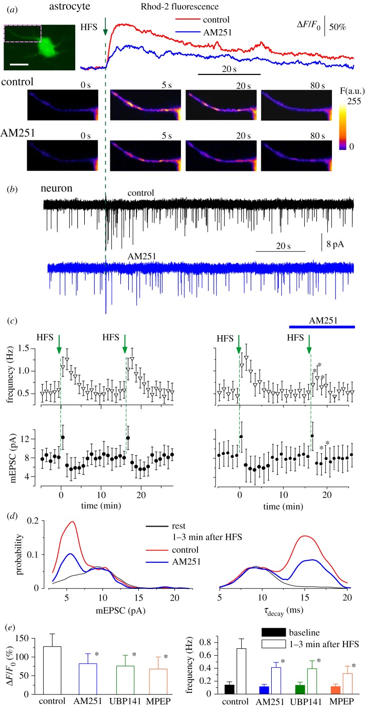 (Overleaf.) Attenuation of Ca2+-signalling in cortical astrocytes inhibits the release of ATP. Ca2+-signalling was monitored in cortical astrocytes loaded with Rhod-2AM using multi-photon fluorescent microscopy simultaneously with whole-cell recording of spontaneous transmembrane currents in the pyramidal neurons of the layer II/III of somatosensory cortex of WT mice. Spontaneous currents recorded in the pyramidal neurons at holding potential of −80 mV in presence of picrotoxin (100 µM), CNQX (50 µM) and D-AP5 (30 µM) were mediated by P2X receptors, as shown previously [25,29]. Recordings were made before and after application of endocannabinoid CB1 receptor antagonist AM251 (1 µM). (a) The single theta-burst of 100 Hz stimulation (HFS) was delivered at zero time to trigger Ca2+ elevation in the astrocyte. Graphs show the time course of Rhod-2 fluorescence averaged over a single astrocytic process indicated in the GFAP-EGFP fluorescence image of the astrocyte (scale bar 5 μm). The representative pseudo-colour multi-photon images, recorded at the times indicated, are show below. (b) Astrocytic Ca2+ elevation was followed by the burst of spontaneous purinergic currents that had a smaller quantal amplitude and slower decay, as shown previously [29], see also figure 2. Inhibition of CB1 receptors with AM251 caused the decrease in the Ca2+ elevation in the astrocyte and attenuation of burst of purinergic activity in the neuron. (c) Time course of changes in the amplitude and frequency of purinergic mEPSCs recorded in the neocortical neurons in control (left column) and in the presence of AM251 (right column) as shown above. Each dot shows the average amplitude and frequency of spontaneous currents recorded in a 1 min time window in the pyramidal neurons; data are presented as mean ± s.d. for seven neurons. An asterisk (*) indicates a significant difference from the control value (p < 0.05). The decrease in amplitude and significant increase in frequency of purinergic mEPSCs after HFS episodes was repeatedly observed in the control but was reduced after application of AM251. (d) The amplitude and decay time distributions of purinergic mEPSCs recorded before and during 1–3 min after HFS (pooled data for six neurons) show the presence of a distinct population of spontaneous currents of smaller amplitude and slower kinetics which were attributed to the dn-SNARE-dependent ATP release from astrocytes, as shown previously [25] and in figure 2. The increase in the fraction of slower mEPCSs was considerably reduced after application of AM251. (e) A similar experimental paradigm was used with application of antagonist of mGluR5 (MPEP, 10 μM) and subunit-specific NMDA receptor antagonist UBP141 (3 µM), which has been shown to selectively inhibit NMDA receptors in cortical astrocytes without affecting neuronal receptors [27]. These receptors have been shown to mediate Ca2+-signalling in astrocytes and have been suggested to trigger release of gliotransmitters [25,33]. Diagrams show the peak magnitude of HFS-evoked Ca2+ transients in the astrocytes and frequency of slow purinergic mEPCSs averaged within a 3 min time window before (baseline) and after HFS train. Data are shown as mean ± s.d. for the following number of experiments: seven for AM251, six for UBP141 and four for MPEP. Statistical significance of the difference from the control values is indicated by an asterisk (*p < 0.05). All antagonists significantly decreased the astrocytic Ca2+ elevation and the frequency of slow glia-driven purinergic mEPSCs, indicating that release of ATP from cortical astrocytes in situ could be controlled synergistically by CB1, NMDA and mGluR5 receptors. (Online version in colour.)