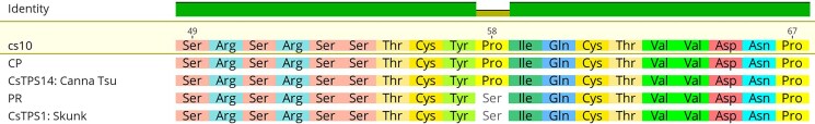 Clustal Omega alignment of limonene synthases from cs10, PR, CP, Canna Tsu, and Skunk.
