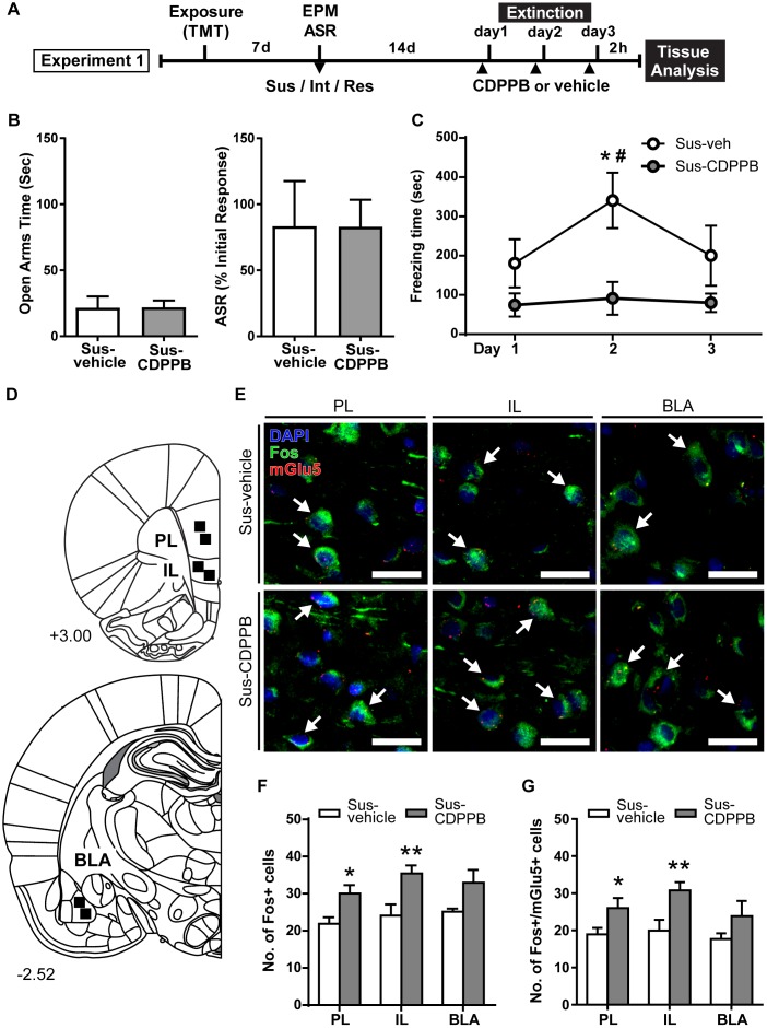 CDPPB reduces context dependent freezing in Sus rats and increases Fos expression in the medial prefrontal cortex. (A) Timeline for Experiment 1. (B) Treatment groups did not differ in EPM open arm time or % ASR habituation. (C) Mean ± SEM of freezing in vehicle (n = 7) or CDPPB (n = 7) treated Susc rats during 10 min extinction sessions in the TMT context initiated 14 days after phenotype classification; CDPPB reduced freezing on day 2 of extinction. (D) Schematic indicating the regions of interest (ROI) used for characterization of extinction dependent neuronal activity in the prefrontal cortex (top) and basal lateral amygdala (BLA; bottom). (E) Representative confocal images from the selected ROIs in the prelimbic cortex (PL; left), infralimbic cortex (IL; middle) and BLA (right) showing fluorescent immunolabeling of Fos (green) protein, labeling of mRNA for mGlu5 using fluorescent in situ hybridization, and DAPI (blue) nuclear staining, in vehicle (top panel) and CDPPB (bottom panel) treated susceptible rats; scale bar: 20 μm, 63× magnification. Fos+mGlu5 co-expression is indicated with white arrows. (F) CDPPB increased the number of Fos labeled cells in the PL and IL regions on day 3 of extinction. (G) The effects of CDPPB on the number of Fos+/mGlu5+ double-labeled cells in the PL, IL, and BLA on day 3 of extinction. ∗p < 0.05, ∗∗p < 0.01 relative to vehicle, #p < 0.05 relative to Days 1 and 3.