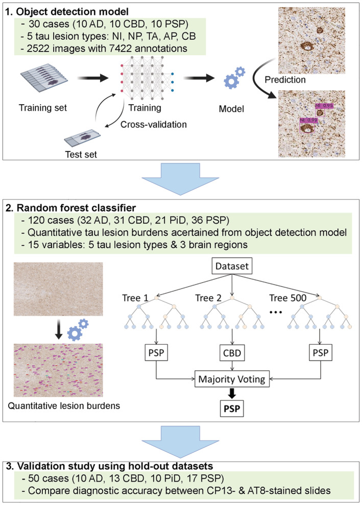 Overview of the diagnostic model consisting of object detection model and random forest classifier. Thirty cases are used for training the object detection model. One hundred and twenty cases are used to construct random forest classifier. A validation study is performed using 50 cases in hold‐out datasets. Both CP13‐stained slides and AT8‐stained slides are used. Abbreviations: AD, Alzheimer's disease; AP, astrocytic plaques; CB, coiled bodies; CBD, corticobasal degeneration; NI, neuronal inclusions; NP, neuritic plaques; PiD, Pick's disease; PSP, progressive supranuclear palsy; TA, tufted astrocytes