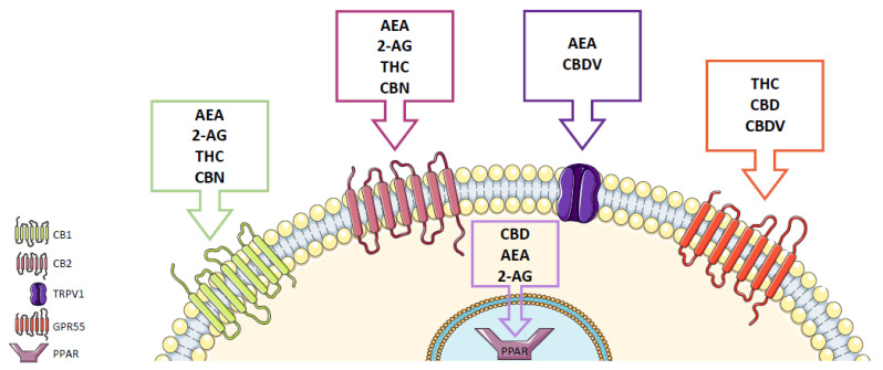 Cannabinoids and their receptors. The cannabinoid receptors CB1 and CB2, GPR55, as well as the cation channel TRPV1 and the nuclear receptor PPAR, are presented. AEA—anandamide; 2-AG—2-arachidonoylglycerol; THC—Δ9-tetrahydrocannabinol; CBD—cannabidiol; CBN—cannabinol; CBDV—cannabidivarin.