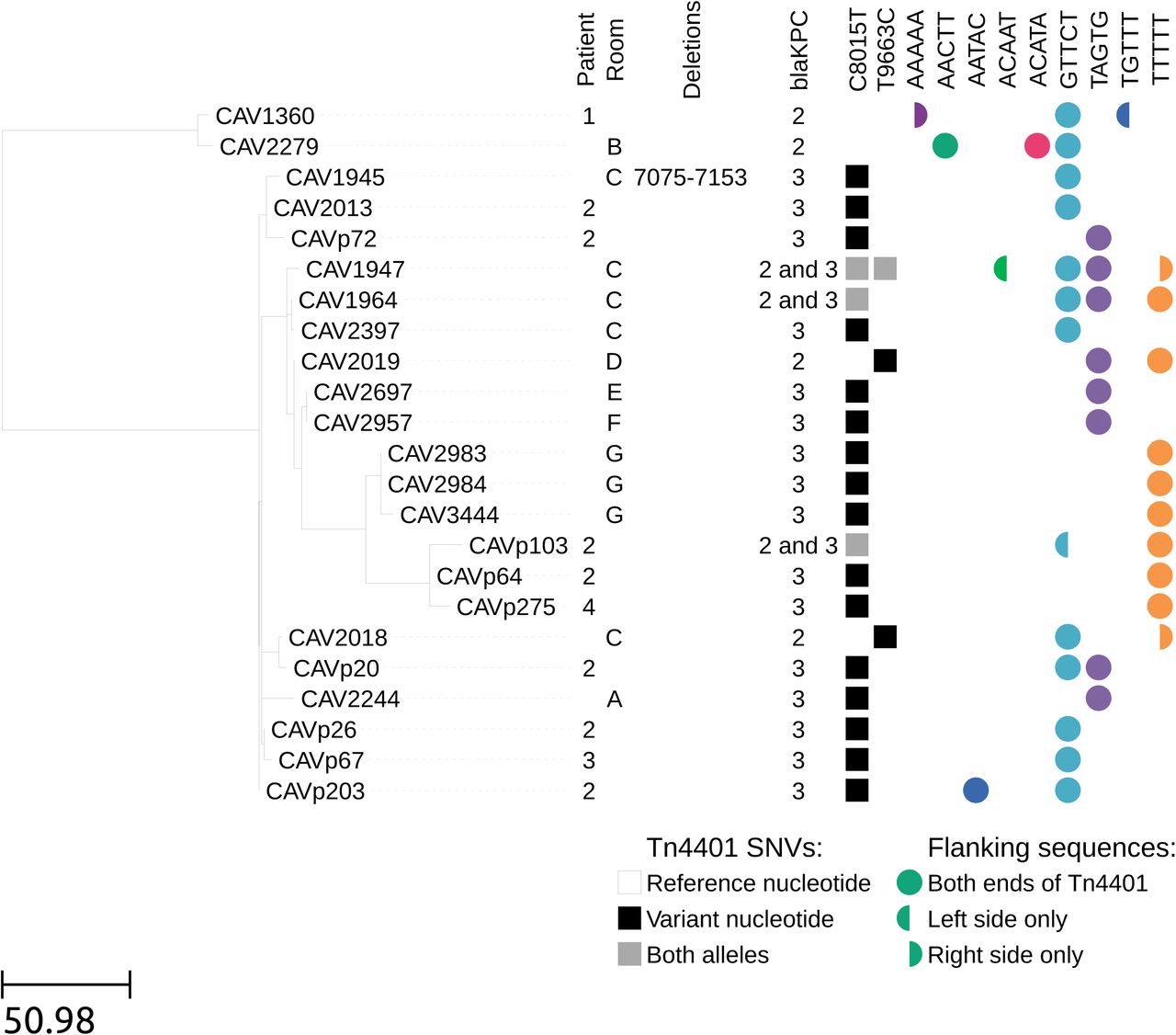 Maximum likelihood phylogeny for KpIIA (a) and KpIIB (b) isolates, with Tn4401 variation and flanking genetic contexts.Branch lengths are shown as SNVs per genome.