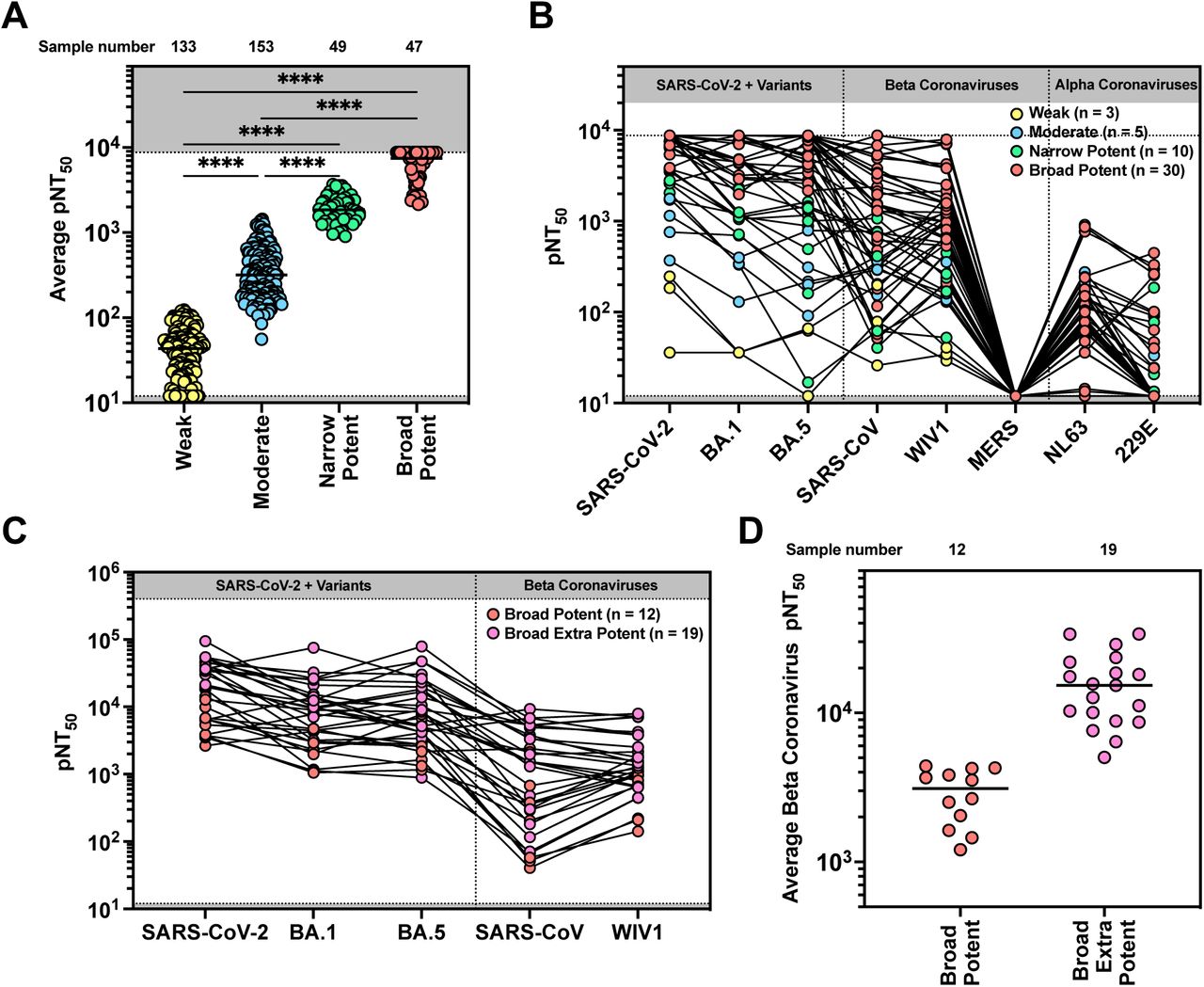 Broad neutralizers have extensive breadth across related Beta coronaviruses.(A) A cohort of 382 donor samples was divided into four groups based on neutralization potency (average of n = 2 technical replicates) against SARS-CoV-2 WT and the BA.1 and BA.5 variants, with a detection limit of pNT50 = 8748. Samples with pNT50 > 2000 against WT and > 1500 against both BA.1 and BA.5 were classified as Broad-Potent. Samples with at least one but not all pNT50 values exceeding these thresholds were classified as Narrow-Potent. Samples with pNT50 < 300 against WT and < 100 against BA.1 and BA.5 were classified as Weak, and all remaining samples were classified as Moderate. Because data did not pass normality tests (Shapiro-Wilk p < 0.05), non-parametric analyses were used. pNT50 values were compared using the Kruskal-Wallis test followed by Dunn’s multiple comparisons test (* = P<0.0332, ** = P<0.0021, ***= P<0.0002, ****= P<0.0001).(B) A subset of donor samples from each group were subject to our high throughput neutralization assay against SARS-CoV-2, variants, Beta Coronaviruses, and other distantly related coronaviruses for neutralizing activity (average of n = 2 technical replicates).(C) A subset of broad-potent samples was further tested against Beta Coronaviruses (excluding MERS) with a much higher threshold for neutralizing activity (average of n = 2 technical replicates).(D) Sera from (C) were subdivided into broad-extra-potent and broad-potent groups based on average neutralizing activity across the tested viruses using the cutoff pNT50 = 5000. Because the data were approximately normally distributed (Shapiro-Wilk p > 0.05), neutralization titers were compared between the groups using an unpaired two-tailed t-test with Welch’s correction for unequal variances.
