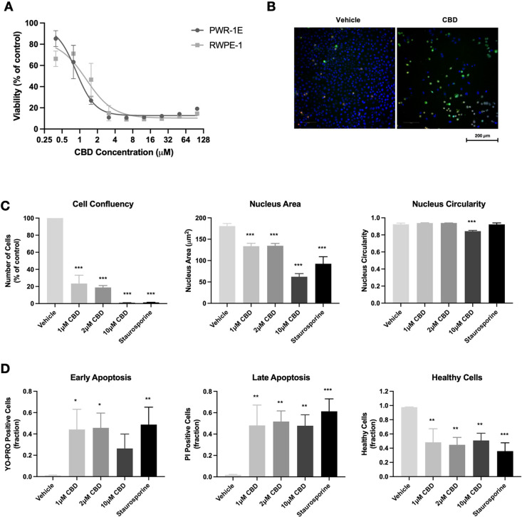 CBD induces apoptosis in noncancerous prostate cells. (A) Noncancerous prostate epithelial cells (PWR-1E, RWPE-1) were treated with CBD (0–100 μM) for 72 h in the absence of serum. Cell viability was measured using the MTT assay. (B) Representative images of PWR-1E cells treated with vehicle or 1 μM CBD for 72 h, stained with Hoechst 33342 (blue), YO-PRO (green), and PI (red). (C) The effect of CBD on PWR-1E cell confluency, nucleus area, and nucleus circularity was assessed using high-content fluorescence microscopy. (D) Fractions of early apoptotic, late apoptotic, and healthy PWR-1E cells were measured by fluorescence microscopy, using YO-PRO and PI staining. Data are represented as mean ± SD calculated from at least three independent experiments. *p < 0.05, **p < 0.01, ***p < 0.001 compared to the vehicle control.