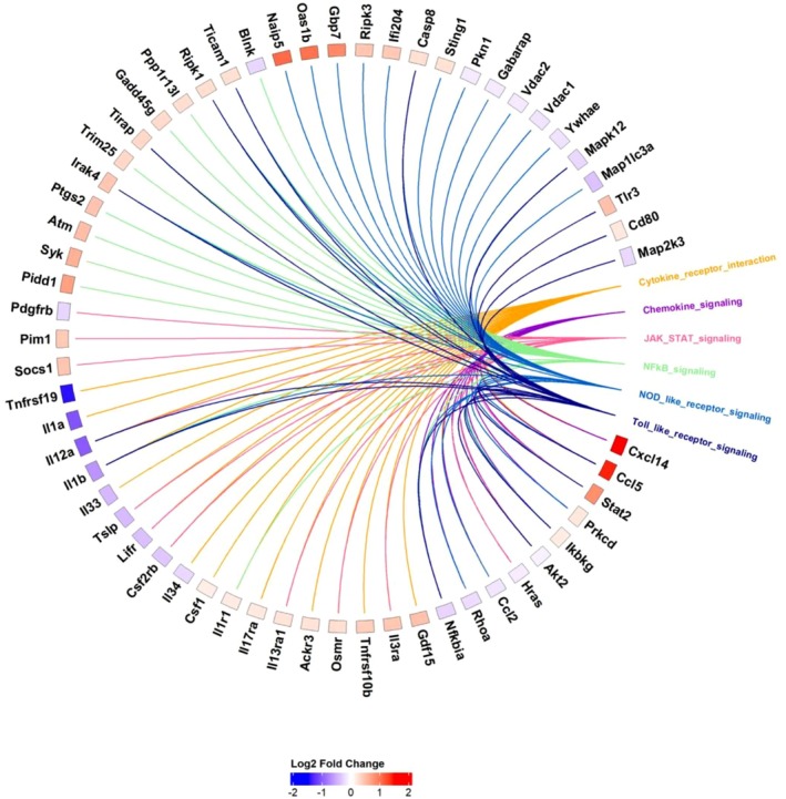 Differential gene expression in C2C12 myotubes following palmitoylethanolamide (PEA) treatment (10 μM) compared with control. Data are presented as log₂ fold change. Circos plot of differentially expressed inflammatory genes mapped to key inflammatory‐related signaling pathways. Genes are clustered into pathways and ranked by Log2 fold change. Genes present in multiple pathways are connected by multiple‐colored nodes.