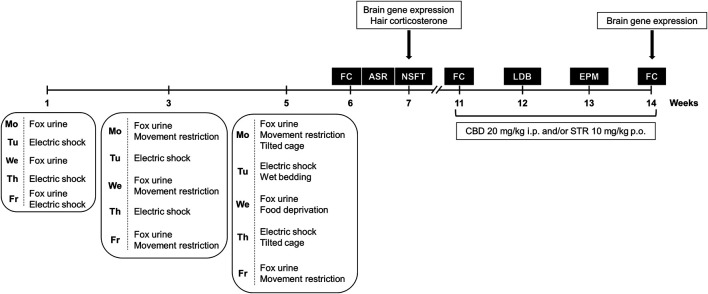 Timeline diagram of the experimental procedure used for the development of the animal model of post-traumatic stress disorder (PTSD) (weeks 1–5) to evaluate PTSD-induced behavioral and neurobiological alterations under basal conditions (weeks 6 and 7), and to analyze the pharmacological actions of cannabidiol (CBD, 20 mg/kg, i.p.) and/or sertraline (STR, 10 mg/kg, p.o.) on long-lasting PTSD disturbances (weeks 11–14). FC: Fear Conditioning, NSFT: Novelty Suppressed Feeding Test, LDB: Light-Dark Box, EPM: Elevated Plus Maze.