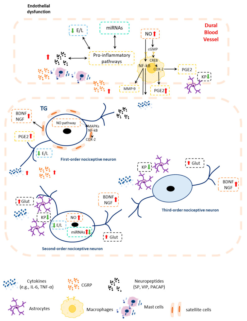 Mechanisms underlying migraine pathophysiology: Reciprocal interactions among the systems and pathways whose components are altered in migraine patients and potential molecular interactions within the neuropeptides (i.e., CGRP)–inflammation–ECS in neuronal and non-neuronal cells. Red arrow: increase; green arrow: decrease; BDNF: brain-derived neurotrophic factor; cAMP: cyclic AMP; cGMP: cyclic GMP; CGRP: calcitonin gene-related peptide; COX-2: cyclooxygenase-2; CREB: cyclic AMP response element-binding protein; ECS: endocannabinoid system; E/L: endocannabinoids and related lipids; Glut: glutamatergic signaling; IL-6: interleukin 6; KP: kynurenic pathway; MAPKs: mitogen-activated protein kinases; MMP-9: matrix metallopeptidase 9; NF-kB: nuclear factor kappa B; NGF: nerve growth factor; NO: nitric oxide; PACAP: pituitary adenylate-cyclase-activating polypeptide; PGE2: prostaglandin E2; SP: substance P; TNF-α: tumor necrosis factor-alpha.