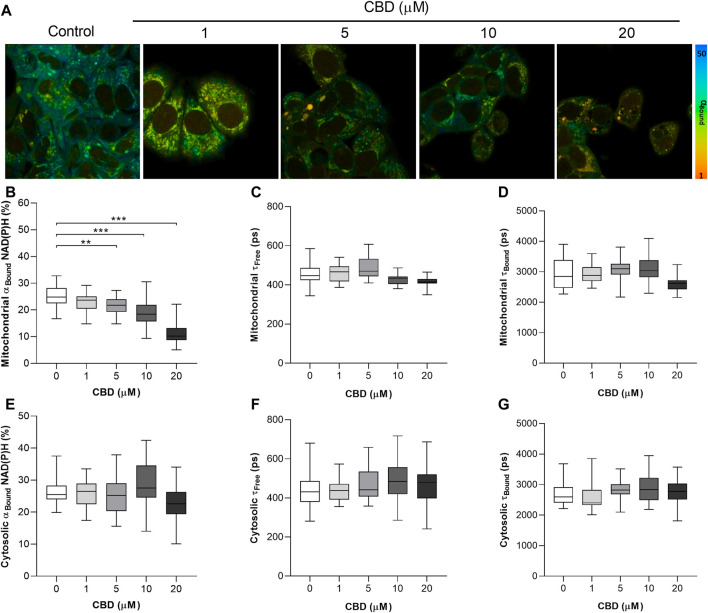 In vitro effects of cannabidiol on NAD(P)H fluorescence decay as measured by 2P-FLIM. (A) 2P-FLIM–derived images of bound NAD(P)H (αBound). (B–G) Box plots showing the effect of CBD on (B) mitochondrial αBound NAD(P)H (%), (C) mitochondrial τFree (ps), (D) mitochondrial τBound (ps), (E) cytosolic αBound NAD(P)H (%), (F) cytosolic τFree (ps), and (G) cytosolic τBound. Box shows median with 25th and 75th percentiles, and whiskers indicate minimum and maximum values. n = 25/group; * = p < 0.05, ** = p < 0.01, *** = p < 0.001; data were analyzed by one-way ANOVA with Dunnett’s test for multiple comparisons using GraphPad Prism (United States).