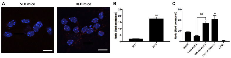 Expression and function of CB1-GHS-R1aHets in primary striatal neurons isolated from fetuses of pregnant C57BL/6J female mice subjected to a standard (STD) or high-fat (HFD) diet. (A) CB1-GHS-R1aHets were detected by the in situ proximity ligation assay (PLA) in primary striatal neurons isolated from the striatum of fetuses from STD or HFD pregnant mothers. Experiments were performed in samples from six animals. (B,C) The number of red dots/cell was quantified using Andy’s algorithm Fiji’s plug-in; nuclei were stained using Hoechst (blue). In (B) the number of dots/cell in HFD samples are compared with that in STD samples. In (C) neurons obtained from fetuses from HFD mothers were stimulated with 200 nM ghrelin -for GHS-R1a- or 1 nM and 100 nM ACEA -for CB1R- and analyzed by PLA (C). The negative control was obtained omitting one of the primary antibodies. Scale bar: 10 μm. One-way ANOVA followed by Bonferroni’s multiple comparison post-hoc test was used for statistical analysis on comparing to basal or to STD: ***p < 0.001, vs. STD (B) **p < 0.01, vs. basal (C). Bonferroni’s multiple comparison test showed significance in comparing results from ACEA treatments: ##p < 0.01 (C).