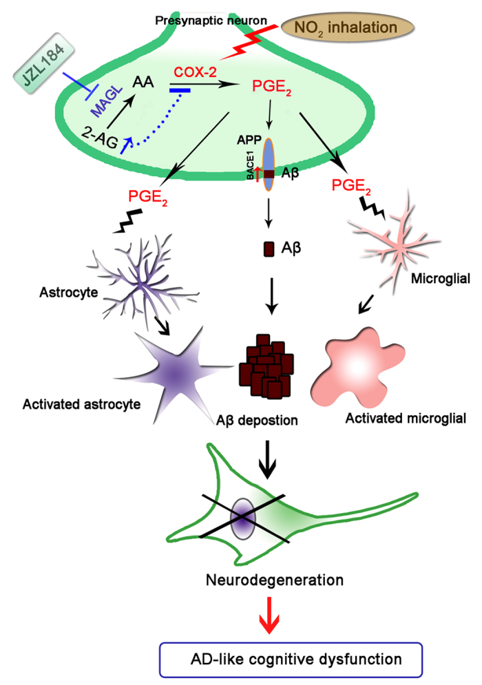 A hypothetical cartoon illustrating that NO2 inhalation promotes AD-like progression: COX-2-derived PGE2 modulation and MAGL inhibition-targeted medication.NO2 inhalation deteriorates spatial learning and memory, potentiates Aβ production and contributes to AD progression, and this action appears to be mediated by COX-2-derived AA metabolism to PGE2. Furthermore, strengthening endogenous 2-AG level by MAGL disruption effectively inhibits excessive PGE2 release-regualted neuroinflammation and Aβ accumalation, and finally restores impaired spatial learning and memory in response to NO2 inhalation.
