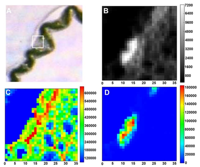 Light microscope and low-energy X-ray fluorescence (LEXRF) imaging of rice leaf tissue grown with 1 mM silicic acid. (A) Light microscope image showing the rice leaf sample; the white box highlights LEXRF imaging area. (B) Areal density image (µg·cm−2) of sample. (C) LEXRF detection of oxygen (µg·g−1) providing an overview of the plant tissue. (D) LEXRF detection of silicon (µg·g−1) above the vascular bundle and coinciding with silica cells. LEXRF images show the amount of the relevant element (oxygen or silicon) in μg·cm−2. The colour scale on the right side of each image is a scale of intensity of each element in that region of the sample. The LEXRF measurements were performed using the TwinMic X-ray fluorescence spectro-microscope at the Elettra Synchrotron Radiation Facility in Trieste. Quantification was performed according to Kump and Vogel-Mikuš [67]. X-axis is in µm.