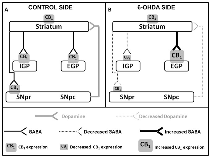 Scheme of CB1 expression in basal ganglia of PD-induced rats.Schematic representation of the CB1 receptors expression in the striatum, external globus pallidus (EGP), internal globus pallidus (IGP) and substantia nigra pars reticulata (SNpr). This scheme represents control side (A) and intrastriatal 6-OHDA injected side (B). Figure in A depicts the dopaminergic projection (full gray arrows) of the substantia nigra pars compact (SNpc) to the striatum, and GABAergic projections (full black arrows) of the striatum to EGP, IGP and SNpr, where CB1 receptors are found (gray squares). Figure in B represents the decreased dopaminergic (dotted gray arrows) and GABAergic (dotted black arrows) projections, the increased GABAergic projections (thicker full black arrows), increased CB1expression (bigger gray square), and the decreased CB1 expression (smaller gray square) after 6-OHDA injection. Our hypothesis is that the decrease of CB1 expression in the direct pathway (SNpr and IGP) could increase the GABAergic transmission, and the increase of CB1 expression in indirect pathway (EGP) could decrease the GABAergic transmission, which could together contribute to a restoration of normal thalamic activation. Both events may be a plastic response of the cannabinoid system due to the lack of dopamine.