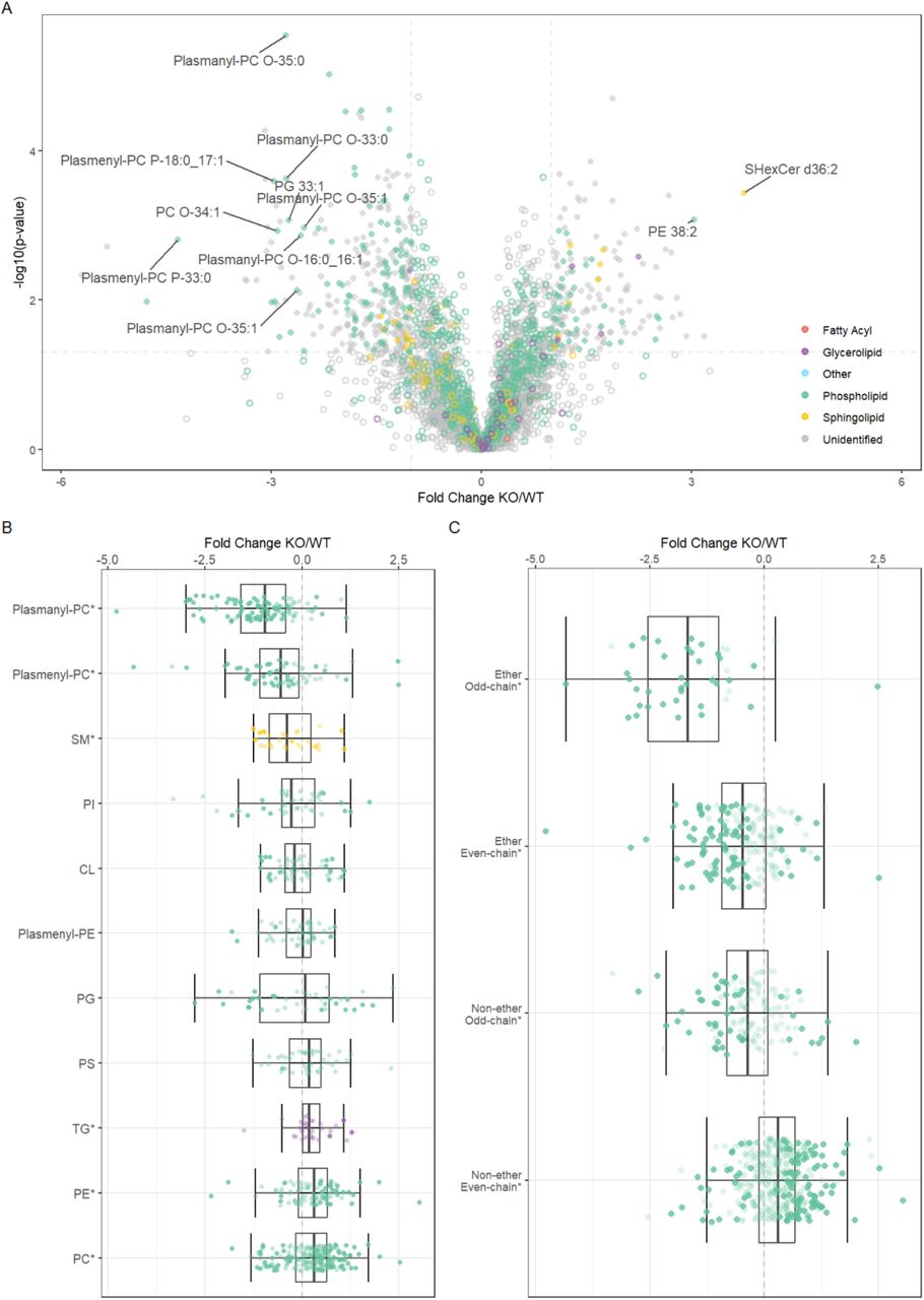 Lipidome changes in the mitochondrial fractions upon OCIAD1 KO show a decrease in ether phospholipids containing an odd number of carbons.Lipidomics of OCIAD1 KO mitochondrial fractions compared to WT represented as (A) volcano plot, (B) boxplot by headgroup (n > 10), ordered by mean FC, and (C) boxplot of ether phospholipids and phospholipids containing an odd number of carbons. Colors refer to lipid class (see legend), asterisks indicate p < 0.05 when comparing to FC = 0, and lower transparency indicates p < 0.05 when comparing OCIAD1 KO to WT.