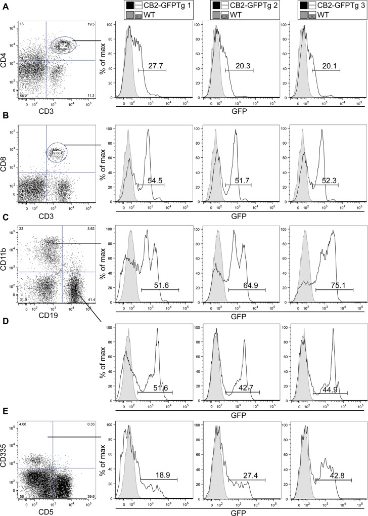 Comparison of GFP expression in murine PBMC using flow cytometry.Expression of CB2 protein was investigated using CB2-GFP mice and depicted by representative histograms of three individual transgenic mice in comparison to a non-transgenic littermate. In average 23% of CD4+ T-lymphocytes (a), 53% of CD8 T-lymphocytes (b), 64% of CD11b (c), 46% of CD19 (d) and 30% of CD335 cells (e) showed expression of GFP. All subsets were pre-gated on CD45+ cells and data analysis was performed using FlowJo software (Tree Star Inc., Ashland, USA).
