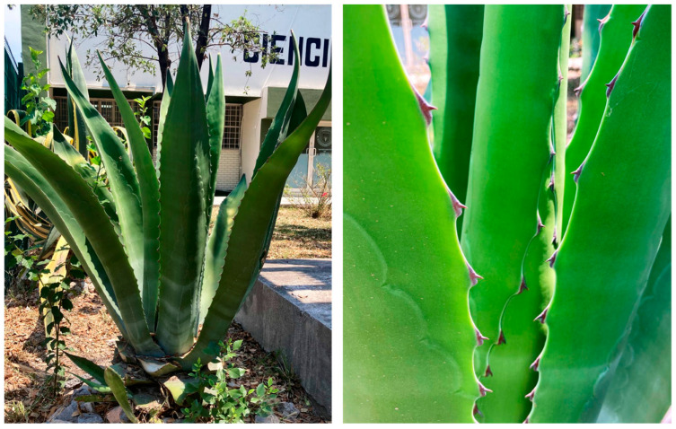 (Left) Agave salmiana plant. (Right) Detail photograph of the Agave salmiana leaf.