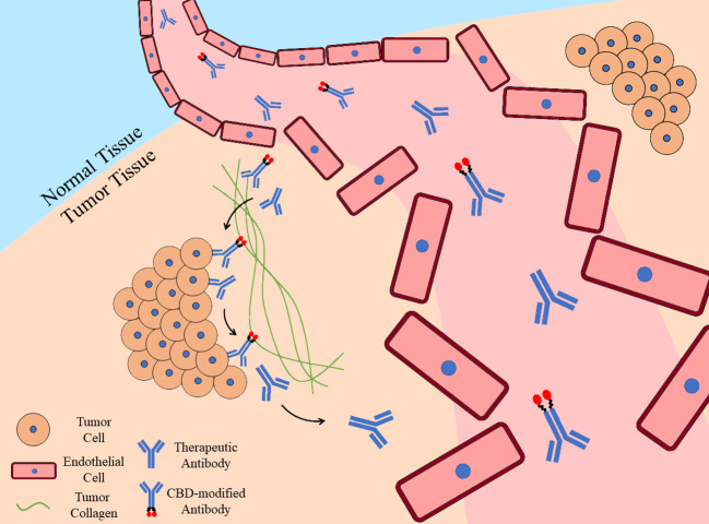Tumor-targeting ability and prolonged retention of CBD-modified antibody. Once therapeutic antibodies enter tumor tissues due to the fragmentary tumor blood vessels, they would bind specific targets on tumor cells, while CBD-modified antibodies would also bind to tumor collagen with their collagen-binding domains. Benefited from the collagen affinity, CBD-modified antibodies would retain in tumor for longer time while unmodified ones are eliminated.