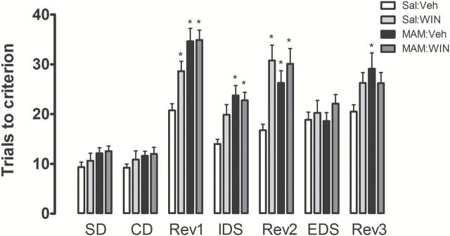 Sal:WIN, MAM:Veh, and MAM:WIN-treated rats exhibited deficits in the attentional set shifting task (n = 8−9/group). Graph bars represent the mean ± SEM of the number of errors made to reach the criterion of six correct consecutive trials in each test discrimination. *p < 0.05 vs. Sal:Veh rats; repeated measures of 3-way ANOVA followed by Bonferroni post hoc test. SD: simple discrimination; CD: compound discrimination; IDS: intra-dimensional shift; EDS: extra-dimensional shift; Rev: discriminations requiring a reversal learning.