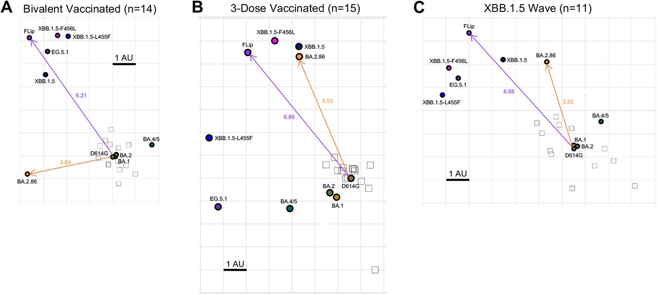 Antigenic mapping of neutralization titers for bivalent vaccinated, monovalent vaccinated, and XBB.1.5-wave infected cohorts, derived from the NT50 inFigure 2. Antigenic maps for neutralization titers from (A) the bivalent vaccinated, (B) the monovalent vaccinated, and (C) the XBB.1.5-wave infected cohorts were made using the Racmacs program (1.1.35) (see Methods). Squares represent the individual sera sample and circles represent the variants. One square on the grid represents one antigenic unit squared.