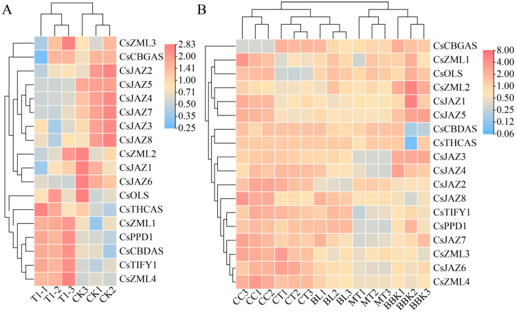 The expression pattern of C. sativa TIFY in the presence of alkali stress and in inflorescence tissue. (A) Differential expression of TIFY in C. sativa under alkali stress. T–CK1–3: control group (0 mmol/L NaHCO3); T–1–3: alkali treatment group (100 mmol/L). (B) Differential expression of TIFY in C. sativa inflorescence tissue. BBK1-3: Black Berry Kush; BL1-3: Black Lime; CT1-3: Canna Tsu; CC1-3: Cherry Chem; MT1-3: Mama Thai.