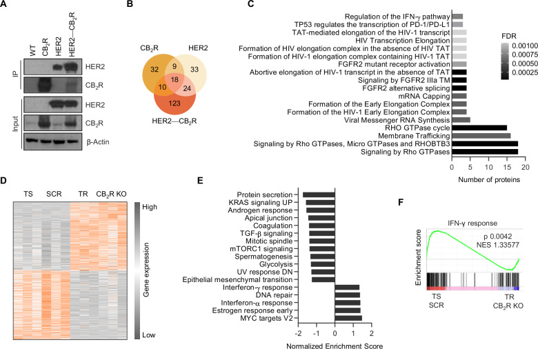 Identification of signaling routes involved in trastuzumab resistance due to reduced HER2-CB2R.A Representative co-immunoprecipitation (co-IP) blot of proteins from HEK293T wild-type (WT) cells and WT-derived lines stably expressing HER2, HA-tagged CB2R or both. B Venn diagram illustrating proteins identified as potential interactors of CB2R, HER2, or the HER2-CB2R complex using PD software. C Key signaling pathways modulated by the 123 proteins selectively interacting with the HER2-CB2R dimer, as identified by Reactome software. D Relative expression of differentially expressed genes in trastuzumab-sensitive (TS and SCR) and resistant (TR and CB2R KO) cell lines, determined by RNA sequencing (RNAseq). E Oncogenesis-related gene signatures differentially expressed between sensitive and resistant cell lines. Results are shown as variation against the resistant lines and therefore positive values indicate pathways overrepresented in sensitive lines, while negative values indicate pathways underrepresented in sensitive lines (and thus overrepresented in resistant cells). F Gene Set Enrichment Analysis (GSEA) of the RNAseq samples. The green line represents the enrichment ratio. NES normalized enrichment score.