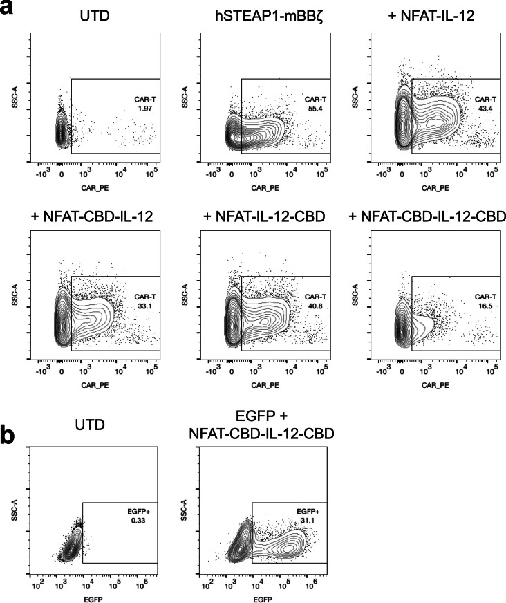 Transduction efficiency of the gamma-retroviral vectors for mouse T cells.Primary mouse T cells were analyzed 4 days after transduction. (a, b) Representative flow cytometric contour plots showing (a) CAR or (b) EGFP expression, related to Fig. 1e.