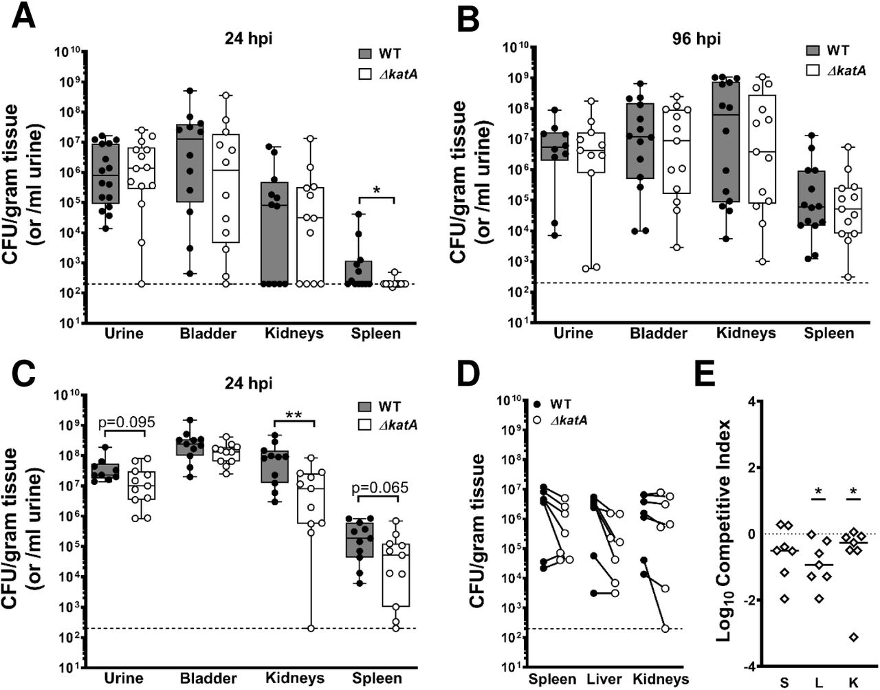 katA contributes to P. mirabilis CAUTI and bacteremia.(A-B) Female CBA/J mice were transurethrally inoculated with 50 µl of a bacterial suspension containing ∼2 x 106 CFU/ml of either WT or ΔkatA, and a 4-mm segment of silicone catheter tubing was advanced into the bladder during inoculation. Mice were euthanized at (A) 24 and (B) 96 h post inoculation (hpi) for determination of bacterial CFUs in the urine, bladder, kidneys, or spleen. Each black (WT) and white (ΔkatA) circle represents the log10 CFU per milliliter of urine or gram of tissue from an individual mouse, and the dashed line indicates the limit of detection. * P < 0.05, ** P<0.01 by nonparametric Mann-Whitney test. (C) Female CBA/J mice were transurethrally inoculated via insertion of a 4-mm segment of silicone catheter tubing that had been pre-colonized by either WT or ΔkatA for 12 h to establish a biofilm (∼2 x 106 CFU/ml). Mice were euthanized at 24 hpi for analysis of CFUs as above. (D-E) Female CBA/J mice were inoculated via tail vein injection of 100 µl of a bacterial suspension containing 1×108 CFU/ml of a 1:1 mixture of wild-type P. mirabilis and the ΔkatA mutant. Mice were euthanized at 24 hpi for determination of bacterial CFUs in the spleen, liver and kidneys. (D) Each black (WT) and white (ΔkatA) circle connected with a solid line represents the log10 CFU per gram of tissue from an individual mouse. (E) A competitive index (CI) was calculated for the ΔkatA mutant on a per-mouse basis for the spleen, liver, and kidneys from the ratio of mutant to wild-type recovered from the organ divided by the ratio of mutant to wild-type in the inoculum. Each data point represents the Log10 CI from an individual mouse. Solid lines represent the median, dashed line indicates a competitive index of 1, or a 1:1 ratio of mutant to wild-type. *P < 0.05 by Wilcoxon signed rank test.