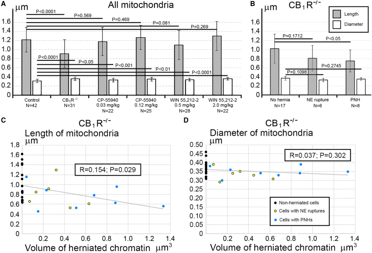 Morphometric analysis identifies reduction of mitochondria length in CB1R−/− embryos(A) T-test shows statistically significant reduction of the length of mitochondria from CB1R−/− embryos in comparison with the control group, whereas other groups show an absence of significant difference. Minor statistically significant (T-test) increase of mitochondrial diameters in CB1R−/−, CP-55940 and WIN 55212-2 groups in comparison with the control group may reflect swelling of a fraction of mitochondria.(B) In the CB1R−/− group, mitochondrial length shows statistically significant (T-test) reduction between ‘No hernia’ and PNH subgroups. The data in (A) and (B) are represented as the mean of average mitochondrial length and diameter from each cell at certain experimental conditions ±SD. N represents number of analyzed cells.(C and D) In the CB1R−/− group, the mitochondrial length (but not the diameter) shows statistically significant negative correlation (Pearson’s test) with the volume of herniated chromatin. Average length and diameter of the mitochondria from each cell is shown on the y axis in (C) and (D), respectively. Volumes of herniated chromatin streams are shown on the x axis. Morphometric characteristics of mitochondria from each analyzed cell are shown in Tables S2, S3, S4, and S5 and Figures S2, S3, and S4.