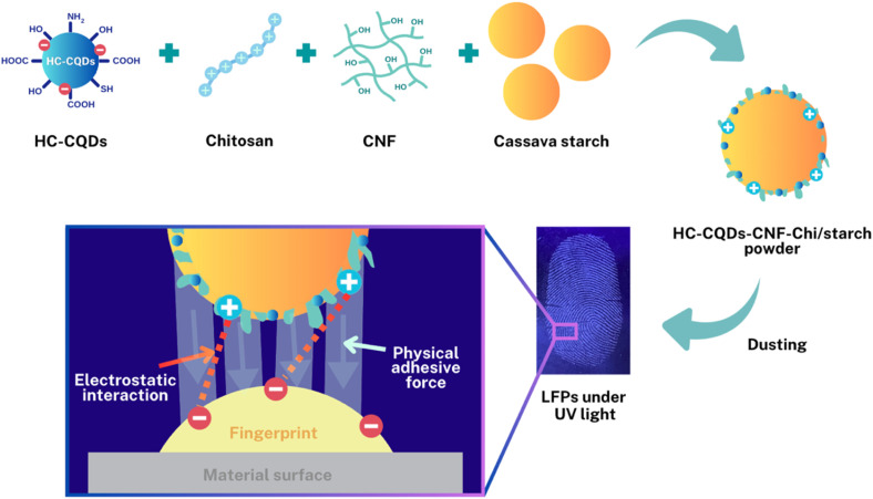 Schematic of the interaction mechanism between latent fingerprints and the HC-CQDs-CNF-Chi/starch powder.