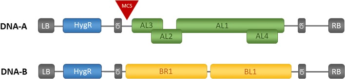 Schematic representation of CLCrV-vectors T-DNA structure. In between the left and right border DNA-A or DNA-B are present in addition to a hygromycin resistance cassette (HygR). DNA-A of CLCrV consists of four genes (AL1-AL4) and DNA-B consists of two genes (BR1 and BL1). The genes are flanked by the common regions (CR), consisting of the origin of replication