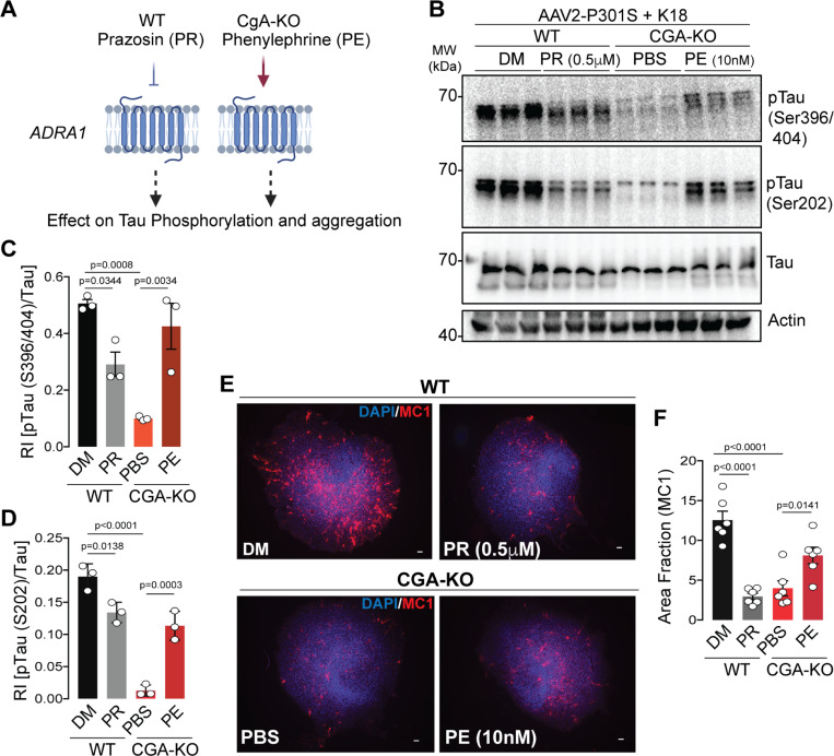 Activation and inactivation of alpha-1 adrenergic signaling regulates tauopathyA. Schematics showing the rationale of Phenylephrine (Adra1 agonist) and Prazosin (Adra1 antagonist) treatment in WT and CgA-KO hippocampal OTSC to access the Tau aggregation ex-vivo.B. Representative WB showing pTau, total tau and actin (loading control) from OTSC lysates upon different treatment.C. WB quantification of Tau phosphorylation at S396/S404 relative to total tau levels (n=3). P-value was calculated using One-way Anova (F3, 8=0.6682, P=0.0013) Sidak’s multiple comparison test.D. WB quantification of Tau phosphorylation at S202 relative to total tau levels (n=3). P-value was calculated using One-way Anova (F3, 8=0.3892, P<0.0001) Sidak’s multiple comparison test.E. Representative IF images showing MC1+ Tau aggregates in WT (top) and CgA-KO (bottom) hippocampus OTSC treated with Prazosin (PR) and DMSO (DM) control (Top) and Phenylephrine (PE) and PBS control (Bottom), respectively. Scale bar = 100 mm.F. Image J quantification of MC1+ tau aggregates in OTSC as percentage of total slice area from IF images as shown in E. (n=6 per group). P-value was calculated using One-way Anova (F3, 20=0.5465, P<0.0001) Sidak’s multiple comparison test.