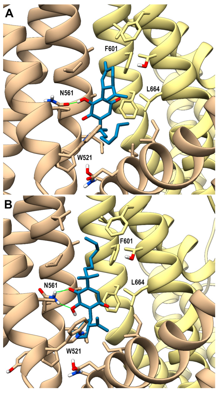 hTRPV3 in a complex with compound 5b colored in steel blue (panel (A) shows the p-sI-A, panel (B) p-sI-B) at the vanilloid site (sI in the main text). A ribbon representation is used for the protein backbone and sticks for protein side chains of residues within 5 Å from the ligand, in a ball and stick representation. The two adjacent monomers are colored in tan and yellow. Carbon atoms are painted according to receptor subunits. H-bonds are shown as green sticks. Nitrogen, oxygen, and polar hydrogen atoms are painted blue, red, and white, respectively.