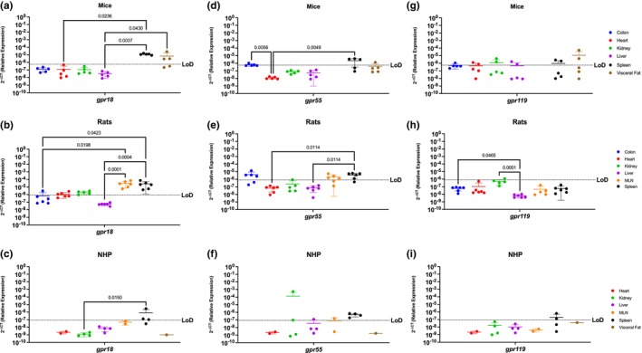 Endocannabinoid‐like GPRs Are Preferentially Expressed In Lymphoid Organs and The Visceral Fat. Relative expression of gpr18, gpr55, and gpr119 was determined using qPCR from the colon, heart, kidney, liver, MLN, spleen, and visceral fat from mice, rats, and NHP. (a) Gpr18 was detected in the spleen and visceral fat with significant difference between the spleen and the rest of the organs. (b) In rats, gpr18 was highest in the secondary immune organs (MLN and spleen). (c) Gpr18 was only detected partially in the spleen (3/4 rhesus) of the NHP model. (d) Gpr55 was detected in the colon (1/5 mice), spleen and visceral fat (1/5 mice), having statistical significance among the spleen and all other tissues. (e) Gpr55 expression was detected in the colon (4/6 rats), MLN (4/6 rats) and the spleen (5/6 rats). (f) In the NHP model, gpr55 was detected in the kidney (1/4 rhesus), liver (1/4 rhesus), MLN (1/2 rhesus), and spleen (2/4 rhesus). (g) Expression of gpr119 was detected in partially in the colon (4/5 mice), heart (2/5 mice), kidney (2/5 mice), liver (2/5 mice), spleen (2/5 mice), and visceral fat (2/5 mice). (h) Gpr119 was only detected in the kidney (1/6 rats) with significant differences with all the other organs included in this study. (i) Gpr119 was partially detected in the spleen (2/4 rhesus) of the NHP model. Data represents the mean ± SD.