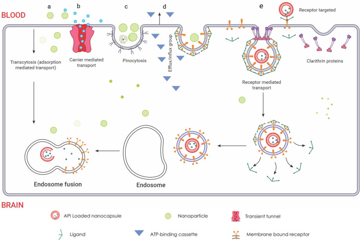 Routes of nanoparticle delivery across the BBB: (a) Cellular adsorption-mediated transport. Harnessing the inherent physicochemical properties of naturally sourced materials, the fabrication of surface-charge-tailored nanoparticles allows for targeted cellular internalization via adsorption-driven processes. (b) Carrier-mediated transport. This mechanism leverages the inherent selectivity of endothelial transporters, akin to molecular gatekeepers, for targeted nanoparticle internalisation. Functioning like protein shuttles, these transporters recognize specific ligands displayed on nanoparticle surfaces , facilitating their entry across the BBB endothelium. This selective binding triggers conformational changes in the transporter, creating a transient tunnel for the nanoparticle to bypass the tight junctions and enter the brain parenchyma. This enables precise delivery of encapsulated drugs directly to neuronal targets, bypassing the restrictive diffusion limitations and efflux pumps that pose significant challenges for conventional drug delivery. (c) Pinocytosis transport. Specific surface features on the nanoparticles are recognized by receptors, triggering membrane invagination and vesicle formation. This targeted transport offers advantages like enhanced uptake and potential for organelle-specific delivery, while presenting challenges like non-specificity and saturation. (d) Efflux pump mechanism. These pumps, embedded in the endothelial membrane, recognize specific chemical features on the nanoparticle surface, triggering conformational changes that propel the nanoparticle out of the cell. The membrane-bound ATP-binding cassette transporters efflux mechanism utilizes conformational changes within the transporter protein to generate a directional transport pathway, safeguarding the brain from potentially harmful substances. This efflux mechanism presents a formidable challenge for nanoparticle delivery, hindering their ability to reach their target sites within the brain. However, understanding the selectivity and mechanisms of efflux pumps can guide the design of nanoparticles with optimized surface properties, enabling them to evade detection and bypass this cellular blockade. (e) Receptor-mediated endocytosis. Nanoparticles functionalized with transferrin or LDL ligands engage in specific, high-affinity interactions with cognate receptors on the endothelial cell surface. This ligand-receptor binding triggers clathrin-mediated pit formation , resulting in the encapsulation of the nanoparticle within a membranous vesicle. This vesicle then undergoes scission and vesicular transport, delivering the nanoparticle directly into the brain parenchyma. Within the brain parenchyma, these nanoparticle-laden vesicles fuse with early endosomes , initiating the intracellular sorting process. Early endosomes contain specific receptors and sorting molecules that recognize the nanoparticle’s surface ligands and direct its trafficking towards distinct intracellular compartments. The acidic lumen of the early endosome triggers ligand dissociation from the nanoparticle, allowing for potential ligand recycling and further processing of the nanoparticle. Redrawn with permission from Ndemazie, N.B., Multi-Disciplinary Approach for Drug and Gene Delivery Systems to the Brain. AAPS; published by PharmSciTech, 2022. “Methods of transporting materials across the BBB” by Ndemazie, et al. is licensed under CC BY 4.0 [206]. http://creativecommons.org/licenses/by/4.0/ (accessed on 22 July 2023).