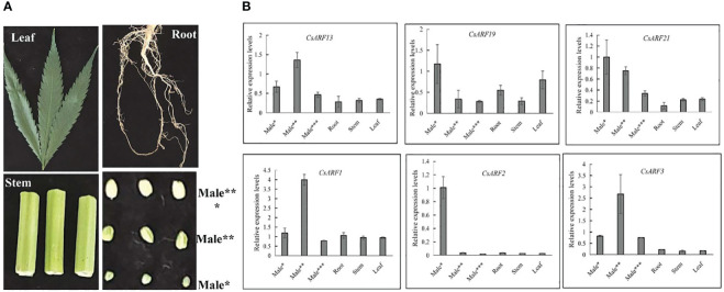 Expression profiling of six CsARF genes in different tissues and male flower development stages. (A): Representative images of different tissues and male flower development stages of cannabis plant. Male*: The length was about 1 mm, the anthers and pollen grains were green; Male**: The length was about 2 mm, the anthers was green, and pollen grains were yellow; Male***: The length was about 3–4 mm, the anthers and pollen grains were yellow; (B): transcript levels of six CsARF genes. ARF is the auxin response factor.