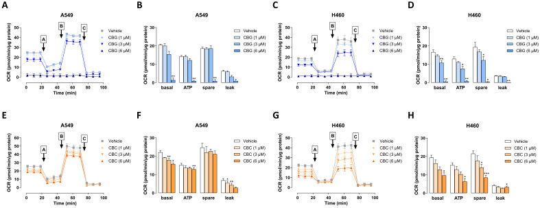 Concentration-dependent effect of CBG (A–D) and CBC (E–H) on oxygen consumption rates (OCR) in A549 and H460 cells. Cells were incubated with CBG or CBC at the indicated concentrations for 24 h. A mitochondrial stress test was then carried out and OCR values were determined using the Seahorse XFe24 Analyzer. Therefore, oligomycin (port A), FCCP (port B) and antimycin A/rotenone (port C) were loaded into the respective ports of the sensor cartridges and released into the wells at the specified times. From this assay, the time courses of OCR (A,C,E,G) in both cell lines treated with CBG or CBC are shown, and calculations (B,D,F,H) of basal respiration (basal), ATP-linked respiration (ATP), spare respiratory capacity (spare) and proton leak. Data represent the mean ± SEM of 3 biological replicates, performed in technical duplicates to quadruplicates. * p ≤ 0.05, ** p ≤ 0.01, *** p ≤ 0.001 vs. corresponding vehicle control; statistical analyses were performed on protein-normalized OCR values using RM one-way ANOVA with Dunnett’s post hoc test.