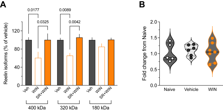 Synthetic cannabinoid exposure modifies the proteolytic processing of reelin. (A) Densitometric analysis of full-length reelin (400 kDa) and the 2 cleaved products (320 and 180 kDa) detected by the G10 antibody in WIN-treated (n = 8 mice), SR+WIN-treated (n = 5 mice), and vehicle-treated (n = 8 mice). Histogram showing means ± SEM of individual values expressed as the percentage of the corresponding reelin isoform detected in the vehicle-treated group (η2 = 0.423, p = .0065, Kruskal-Wallis test). Only p values < .05 are indicated. (B) Quantitative polymerase chain reaction analysis of Reln messenger RNA in prefrontal cortex tissue collected from naïve, vehicle-, and WIN-treated mice (n = 5, 6, and 7 mice, respectively). Reln messenger RNA expression was not different among these 3 groups (p = .8062, Kruskal-Wallis test). SR, SR141716A; Veh, vehicle; WIN, WIN 55,212-2.